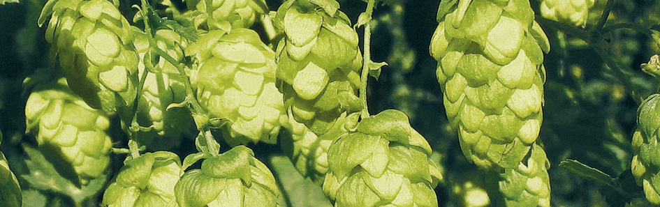 Hopfen