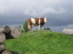 Kuhbild