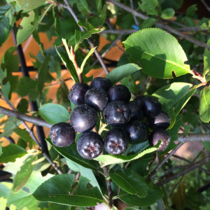 Eisgekühlter Aronia-Brombeerspritz für heiße Sommertage