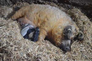 Wollschweinsau mit Ferkel_Copyright Biohof Vogel