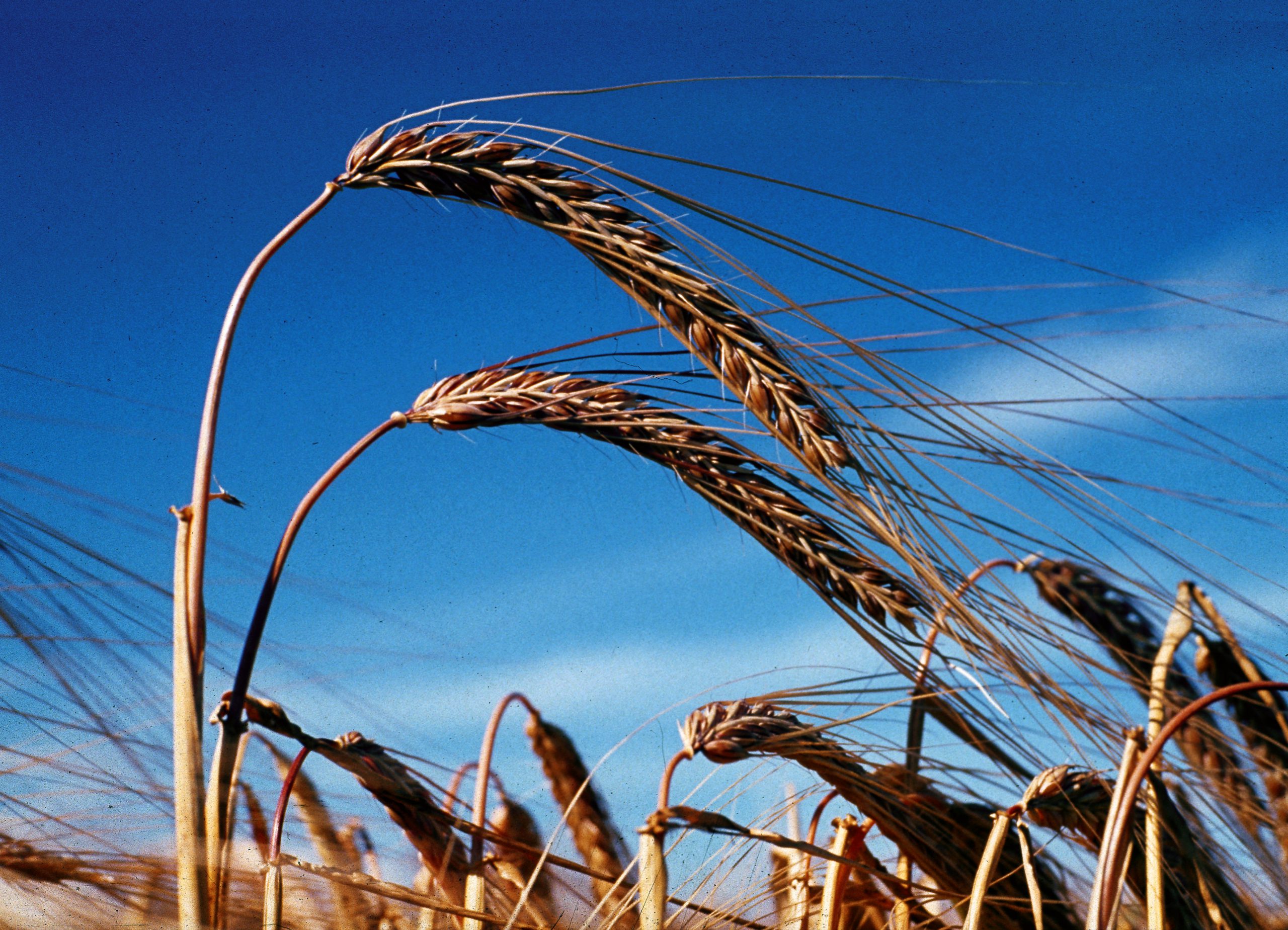 Bild Programm – Landwirtschaftliches Hauptfest 25.09.2022 – 03.10.2022